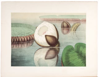 Victoria Regia; or the Great Water Lily of America. With a brief account of its discovery and introduction into cultivation: with illustrations by William Sharp, from specimens grown at Salem, Massachusetts, U.S.A.