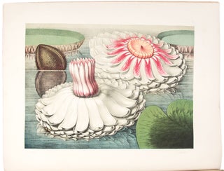 Item #36684 Victoria Regia; or the Great Water Lily of America. With a brief account of its...