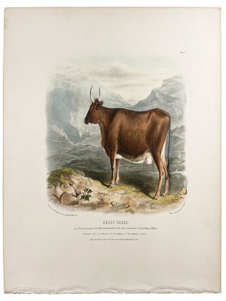 Item #36844 Kerry Breed. David LOW