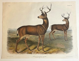 Item #36856 Columbian Black Tailed Deer from the Viviparous Quadrupeds of North America. John...