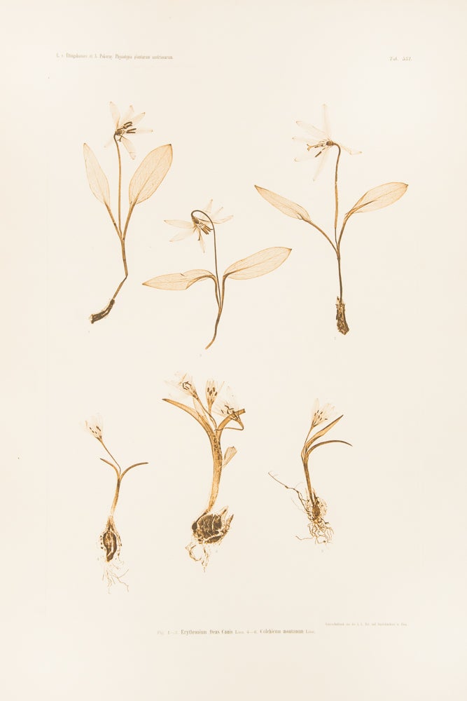 Item #37252 Erythronium Dens Canis, Colchicum montanum. Constantin Freiherr Von ETTINGSHAUSEN, Alois POKORNY.