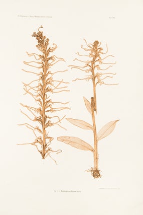 Item #37255 Himantoglossum hircinum. Constantin Freiherr Von ETTINGSHAUSEN, Alois POKORNY
