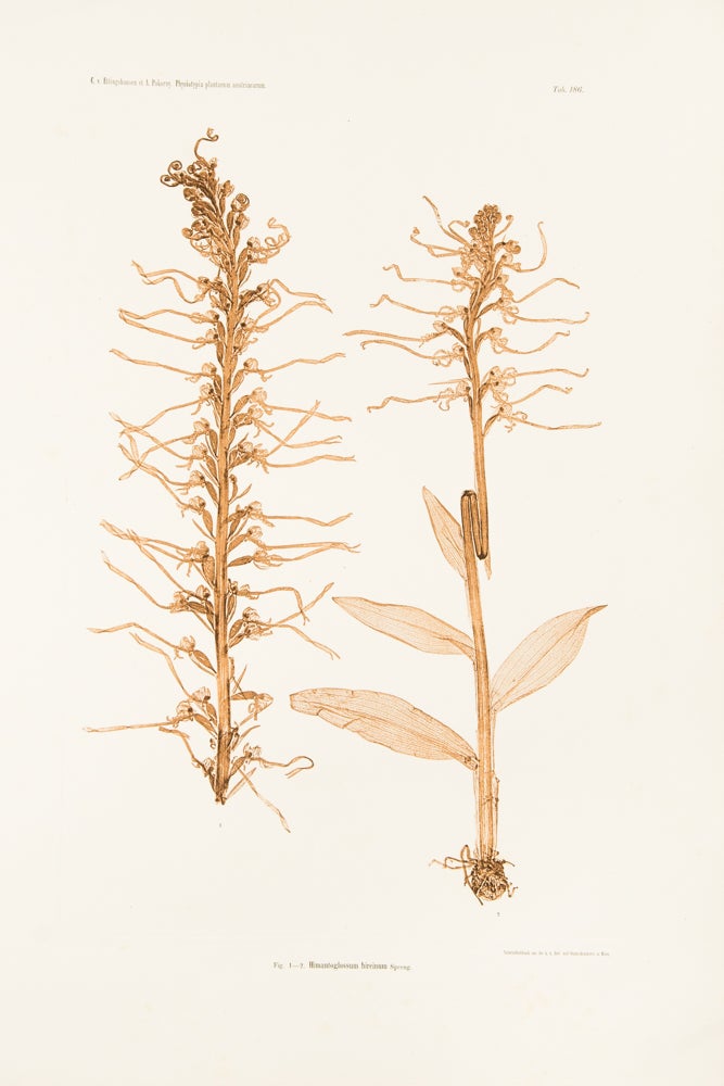 Item #37255 Himantoglossum hircinum. Constantin Freiherr Von ETTINGSHAUSEN, Alois POKORNY.