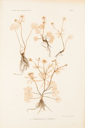 Item #37256 Ranunculus montanus; R. auricomus. Constantin Freiherr Von ETTINGSHAUSEN, Alois POKORNY