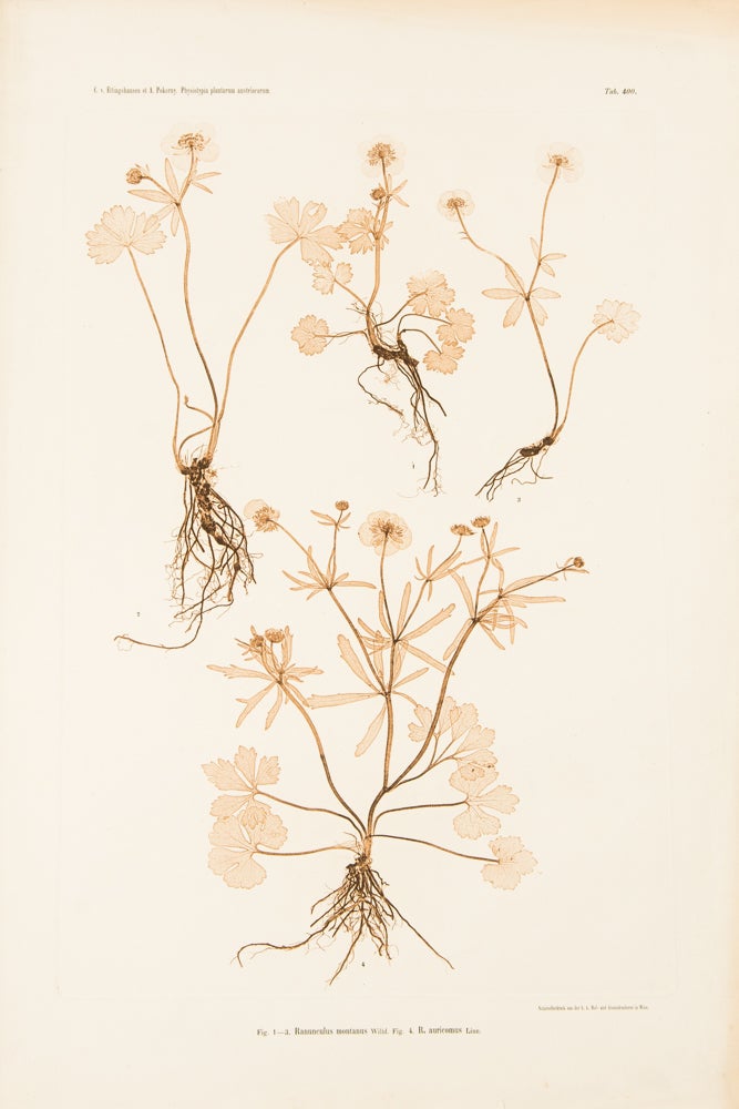 Item #37256 Ranunculus montanus; R. auricomus. Constantin Freiherr Von ETTINGSHAUSEN, Alois POKORNY.