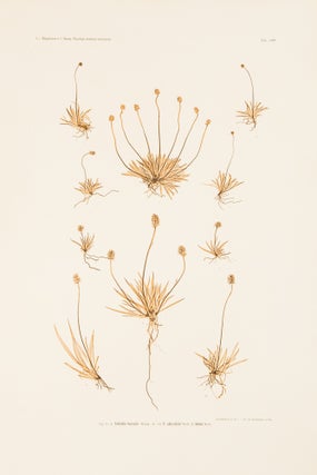 Item #37261 Tofieldia borealis, T. calyculata. Constantin Freiherr Von ETTINGSHAUSEN, Alois POKORNY