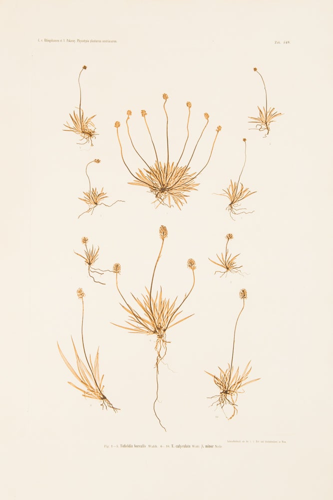 Item #37261 Tofieldia borealis, T. calyculata. Constantin Freiherr Von ETTINGSHAUSEN, Alois POKORNY.
