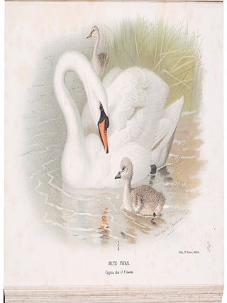 Coloured Figures of the Birds of the British Islands