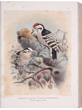 Coloured Figures of the Birds of the British Islands