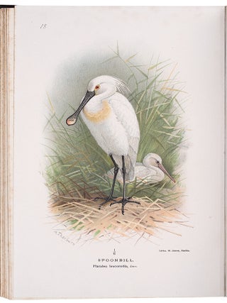 Item #37437 Coloured Figures of the Birds of the British Islands. Thomas Littleton Powys LILFORD