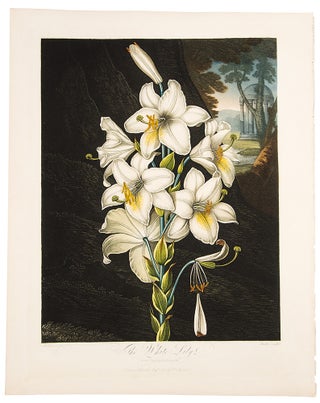 Item #38563 The White Lily. Robert John THORNTON, - Peter HENDERSON