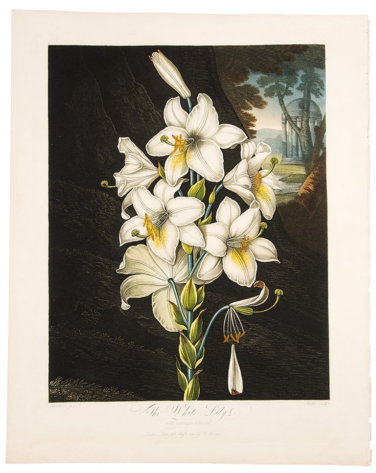 Item #38563 The White Lily. Robert John THORNTON, - Peter HENDERSON.