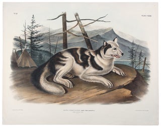 Item #38601 Hare-Indian Dog from The Viviparous Quadrupeds of North America. John James AUDUBON