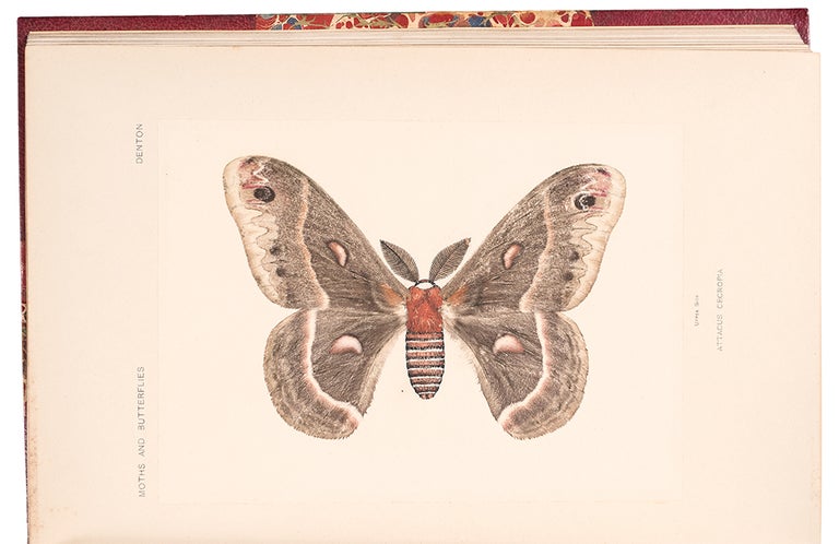 Item #38725 Moths and butterflies of the United States East of the Rocky Mountains. Sherman Foote DENTON.
