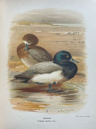 Item #38726 Coloured Figures of the Birds of the British Islands. Thomas Littleton Powys LILFORD