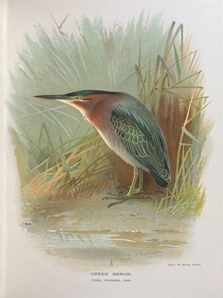 Coloured Figures of the Birds of the British Islands