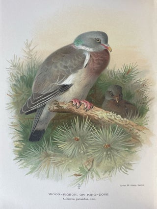 Coloured Figures of the Birds of the British Islands