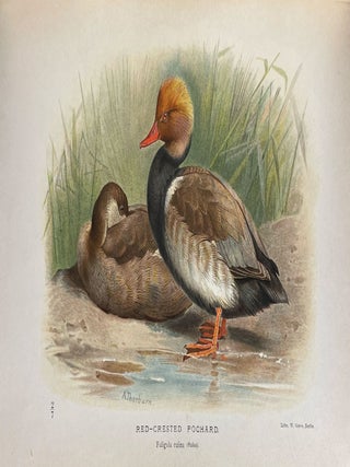 Coloured Figures of the Birds of the British Islands