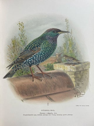 Coloured Figures of the Birds of the British Islands