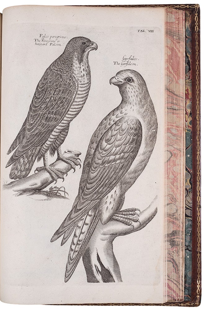 Item #38728 The Ornithology of Francis Willughby ... In three books. Wherein all the birds hitherto known ... are accurately described. Translated into English, with many additions. To which are added three considerable discourses, I. Of the art of fowling ... II. Of the ordering of singing birds. III. Of falconry. By John Ray. Francis WILLUGHBY, John RAY.