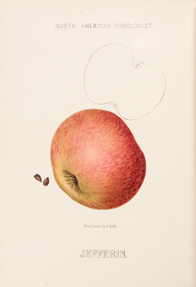 Item #38977 Hoffy's North American Pomologist, containing numerous finely colored drawings, accompanied by letter press descriptions, &c, of fruits of American origin. Edited by William D. Brincklé. fl., lithographer, publisher.
