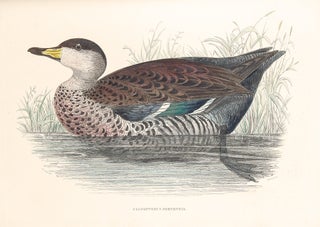 Sir William Jardine's Illustrations of the Duck Tribe
