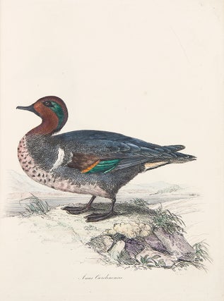 Sir William Jardine's Illustrations of the Duck Tribe