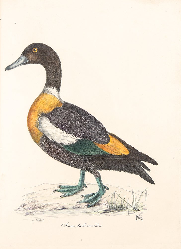 Item #38978 Sir William Jardine's Illustrations of the Duck Tribe. Sir William JARDINE.