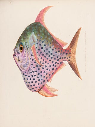 The British Miscellany: or Colored Figures of New, Rare, or Little Known Animal Subjects; many not before ascertained to be inhabitants of the British Isles