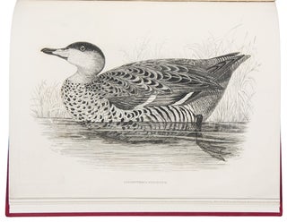 Item #38988 Sir William Jardine's Illustrations of the Duck Tribe. Sir William JARDINE