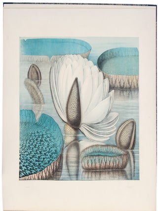Victoria Regia; or the Great Water Lily of America. With a brief account of its discovery and introduction into cultivation: with illustrations by William Sharp, from specimens grown at Salem, Massachusetts, U.S.A.