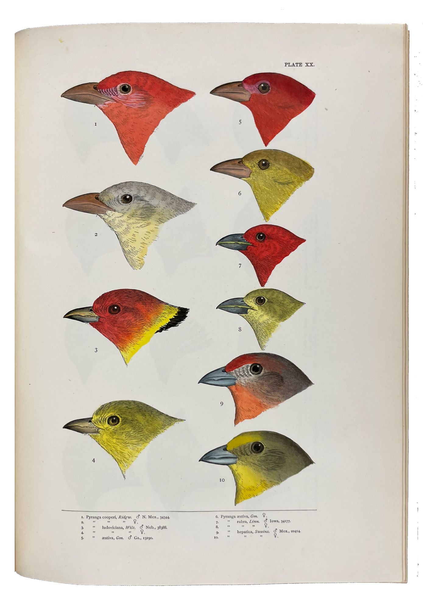A history of North American birds [microform] : land birds. Birds
