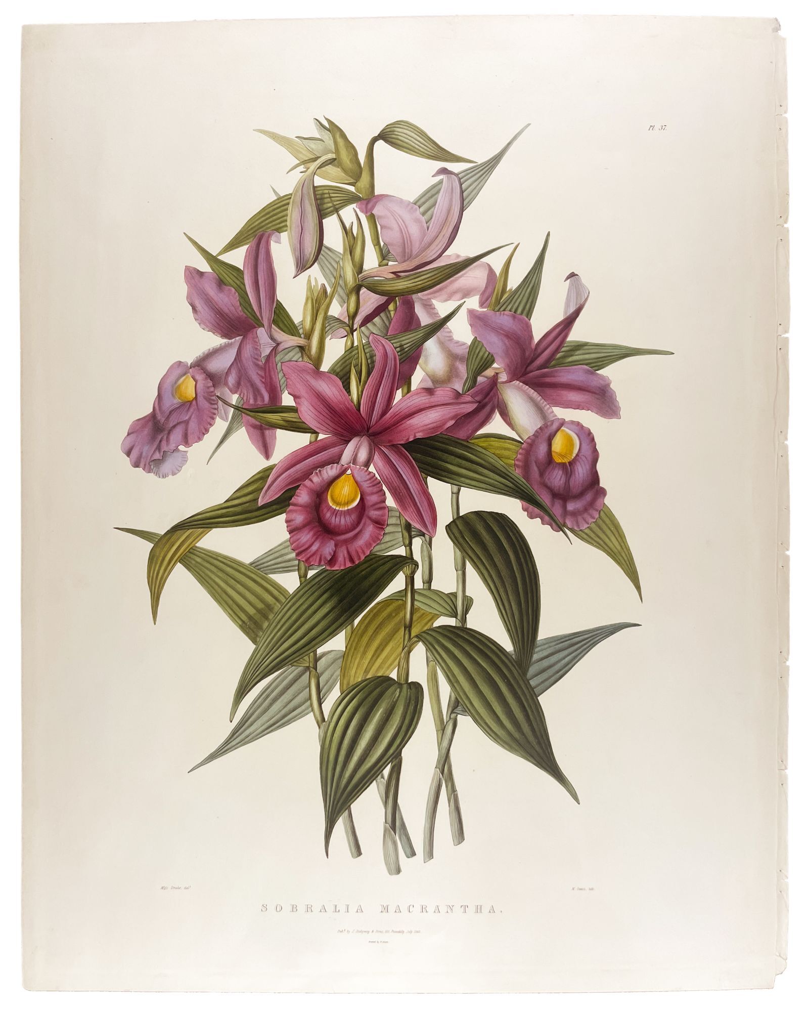 洋蘭 洋らん 原種 Sobralia. macrantha Sobralia Macrantha Large-Flowered Sobralia | James BATEMAN