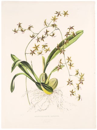 Item #39154 Odontoglossum Hastatum. James BATEMAN