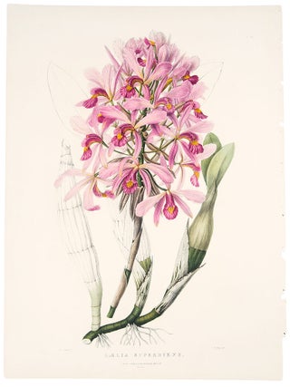 Item #39156 Laelia Superbiens. James BATEMAN