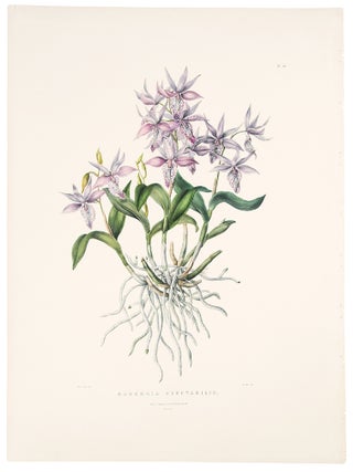 Item #39157 Barkeria Spectabilis. James BATEMAN
