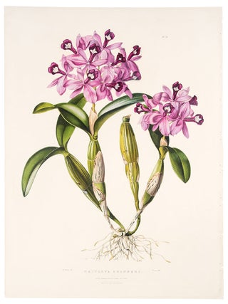 Item #39159 Cattleya Skinneri. James BATEMAN