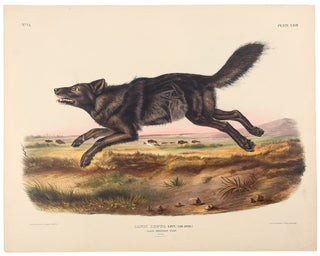 Item #39167 Black American Wolf from The Viviparous Quadrupeds of North America. John James AUDUBON