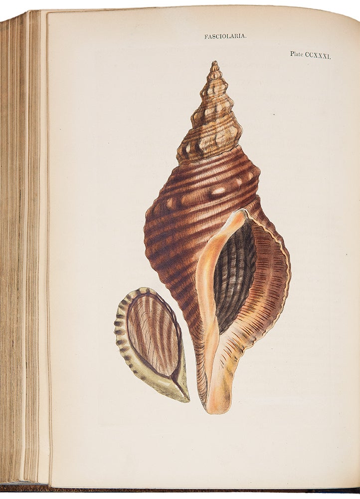 Item #39396 Conchologia Systematica, or Complete System of Conchology: In which the Lepades and Conchiferous Mollusca are described and classified according to their natural organization and habits. Lovell Augustus REEVE.