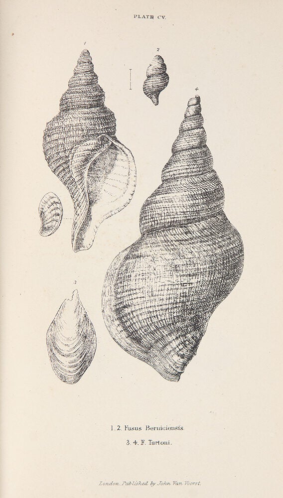 Sylvanus Shell A History of the British Mollusca and their Shells | Edward FORBES ...