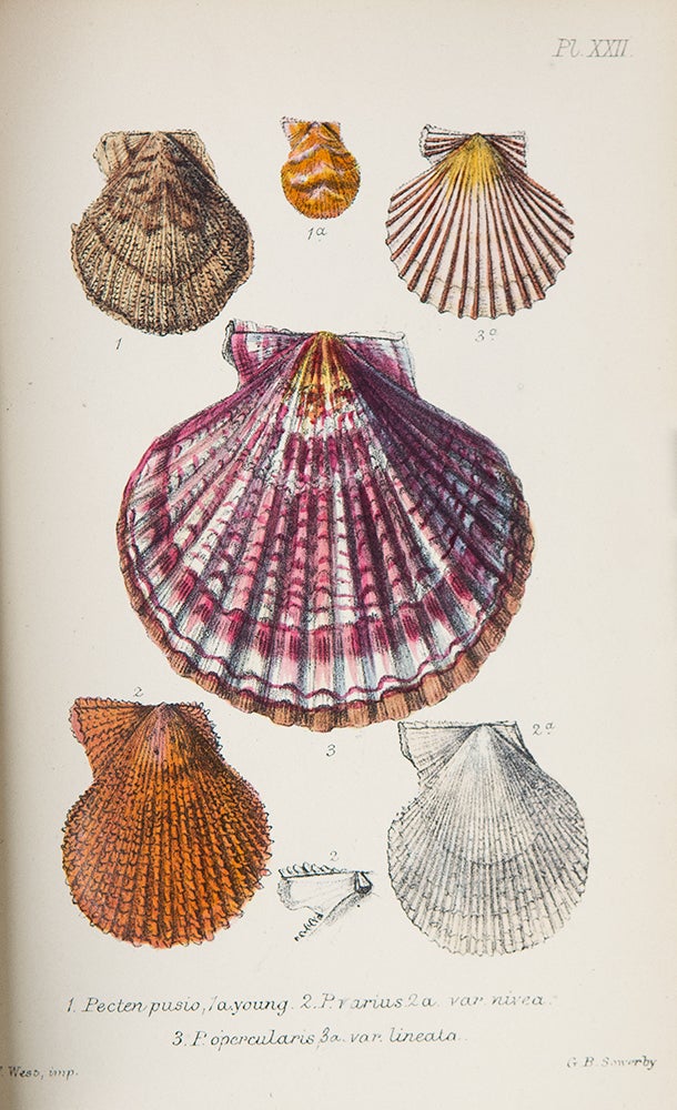 Item #39435 British Conchology or an Account of the Mollusca which now inhabit the British Isles and the surrounding seas. John Gwyn JEFFREYS.