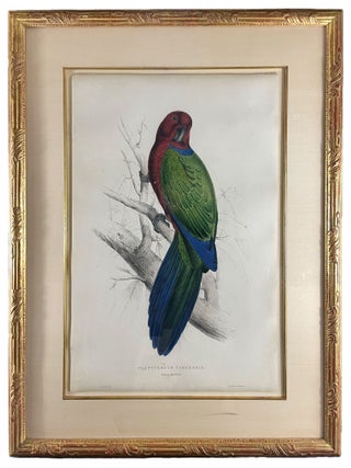 Item #39459 Platycercus tabuensis [Tabuan Parrakeet]. Edward LEAR