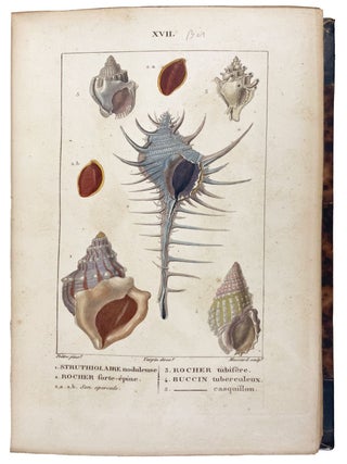 Item #39506 Manuel de Malacologie et de Conchyliogie. Henri Marie Ducrotay de BLAINVILLE