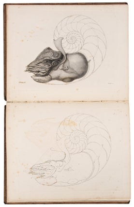 Memoir on the Pearly Nautilus (Nautilus Pompilius, Linn.) with Illustrations of its External Form and Internal Structure