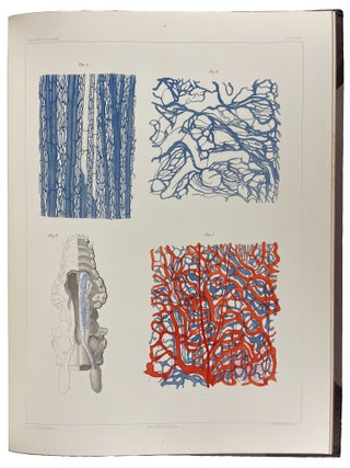 Studien in der Anatomie des Nervensystems und des Bindegewebes