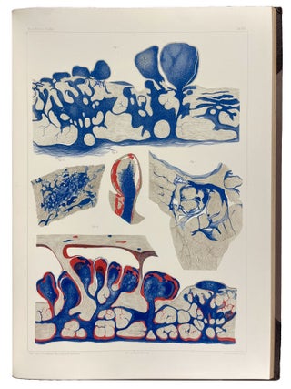 Studien in der Anatomie des Nervensystems und des Bindegewebes
