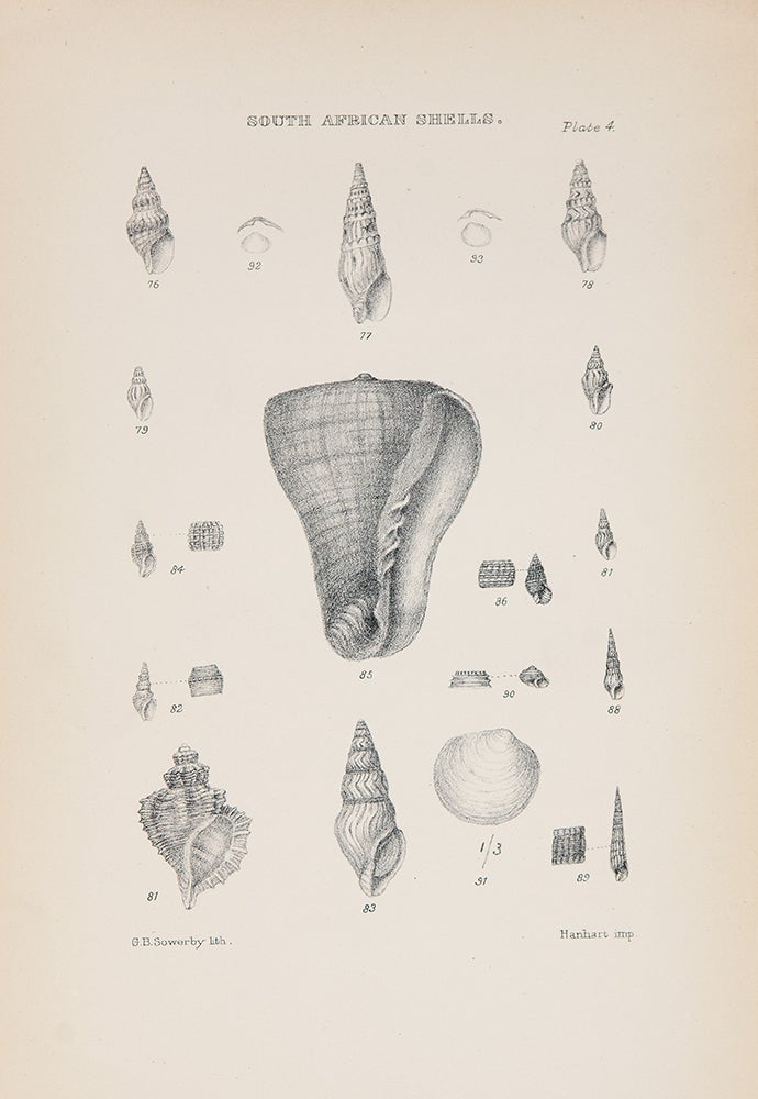 Item #39597 Marine Shells of South Africa: A Catalogue of All the Known Species with References to Figures in Various Works, Descriptions of New Species and Figures of Such as are New, Little Known, or Hitherto Unfigured. George Brettingham SOWERBY.