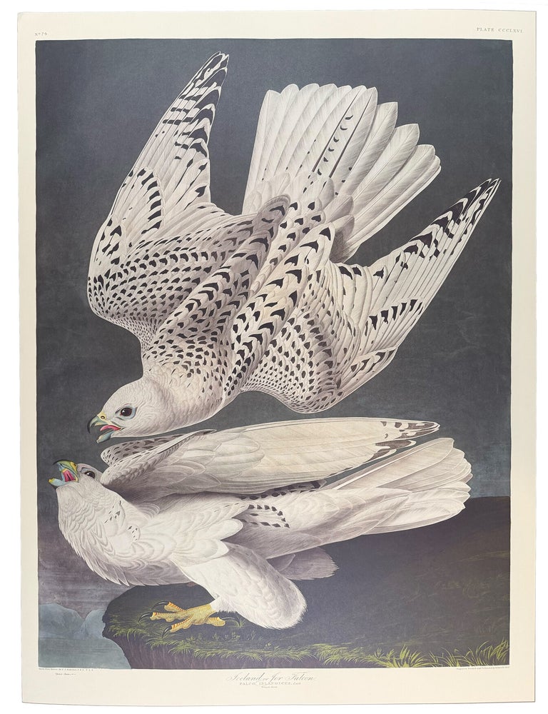 Item #39849 Iceland, or Jer Falcon. From "The Birds of America" (Tokyo Edition). John James AUDUBON.