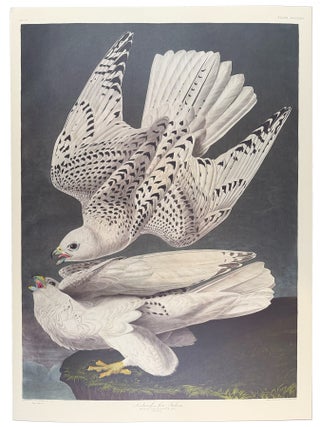 Item #39849 Iceland, or Jer Falcon. From "The Birds of America" (Tokyo Edition). John...