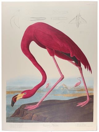 Item #39853 American Flamingo. From "The Birds of America" (Tokyo Edition). John James...